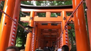 夏の京都 伏見稲荷大社・東福寺・竹林 / KYOTO Fushimi inari Taisha, Tofukuji, Bamboo Grove Road