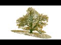 bbc to film a year in the life of an oak tree winter 14 terrestrial laser scanning and forestry