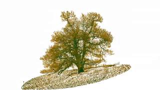 BBC to film a year in the life of an oak tree - Winter 14 - Terrestrial laser scanning and Forestry