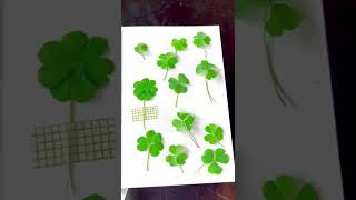 Cỏ may mắn bốn lá nè mọi người ơi #diy #shorts #clover