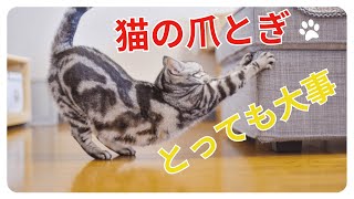 猫の爪とぎはとっても大切です！ ご自宅の家具を守るためのヒント！