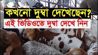 ছোট একটি দুম্বার দাম ৫ লাখ টাকা  !!!  domba in bangladesh HD