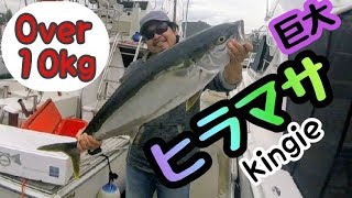 【10Kg越えヒラマサ】アジの泳がせ釣り激アツ！【Kingfish】Over 10kg Livebait\u0026jigging offshore