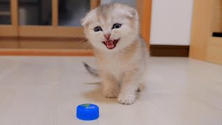 ペットボトルキャップに挑む子猫がかわいい。