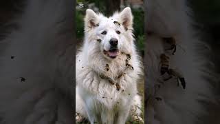 A fairly large white dog that stings bees all over its body