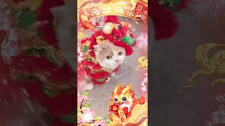 【矮脚虎凸凸】追到一头小西几,祝大家新年快乐~~#你说公主新年好  #对你说声新年快乐