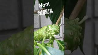 #諾麗果，#Noni，#Morinda citrifolia，2023.10.29