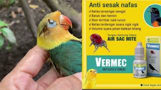 Lovebird tiba-tiba sakit, dan akhirnya....