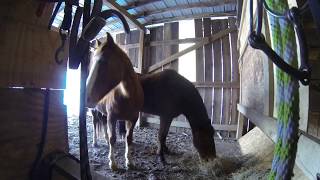 Arduino Automatic Horse Feeder