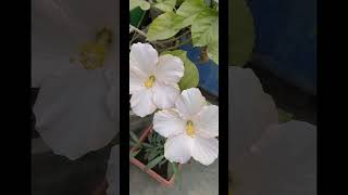 #shorts #viral #shortvideo #youtubeshorts #hibiscus #flowers