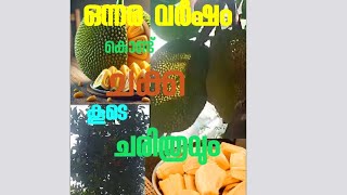 ഞങ്ങടെ പ്ലാവിലെ ആദ്യത്തെ ചക്ക #first jackfruit #reels #viatnam super early