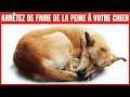 16 choses qui blessent ÉMOTIONNELLEMENT votre Chien | Incroyablement Top