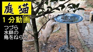 【庭猫】１分動画・つづら水鉢の鳥をねらう