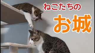 お城でわちゃわちゃ！ vol.1251