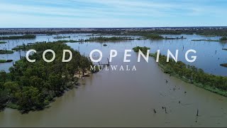 Cod Opening 2024 (Fishing Australia)