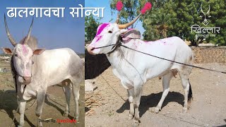 Khillar Maharashtrachi Shaan। ढालगावचा सोन्या । २०१९ । Khillar