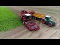 cichorei rooien chicory harvest chicorée ernte 2x grimme rexor fendt veenhuis oogst 2020