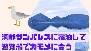 洞爺サンパレスに宿泊し、遊覧船で大量のカモメに会う