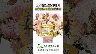 2025년 신품종 목수국! 여러분을 꽃길로 모십니다~ 그라운드브레이커🌸