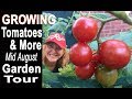 Vegetable Garden Summer Tour Tips Growing Tomatoes Collard Container Gardening Easy Compost Harvest