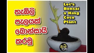 Let's bonsai a King coco plant - පොල් තැඹිලි පැලයක් බොන්සායි කරමු