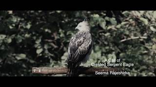 Call of Crested hawk eagle,