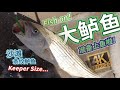 Striped Bass Keeper on the Surf Fishing New York 沙滩钓条纹鲈鱼  纽约钓鱼 视频最后看到巨物吗？朋友说看到：）