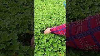 with sister harvesting Gotu kola # 270 #relaxing #garden #veggies  #nature #rurallife #countryside