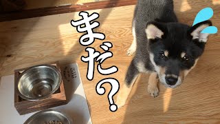 【柴犬】覚えたての「待て」をいつまで我慢できるかやってみた結果、健気に頑張る姿が可愛すぎた！