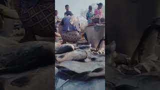 ଓଡ଼ିଶା ବଡ଼ ମାଛ ହାଟ Village Fish Market