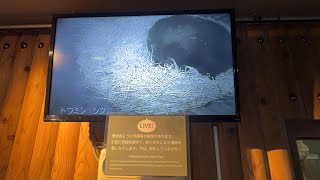 冬眠中！寝床を直すウタちゃん【‎2025年‎1月31日】【上野動物園】ツキノワグマ