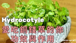 園藝篇-Hydrocotyle 愛吃銅錢草的你@功效與作用