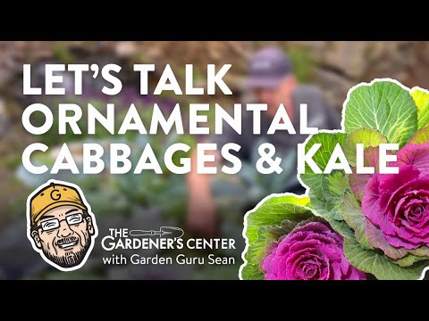 Is ornamental cabbage poisonous?