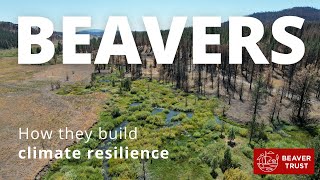 Beavers: Building climate resilience