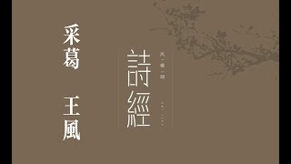 你我共读《诗三百》之《采葛》｜诗三百｜诗经｜国风｜王风｜采葛