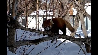 走っているだけで可愛い円実　レッサーパンダ　Red Panda　円山動物園　2022 02 16