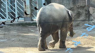 一人は寂しい・・ママと一緒に食べるごはんおいしいゾウ🐘2022年9月28日 上野動物園　アジアゾウ