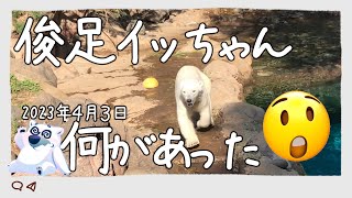 🐻‍❄️　俊足イッちゃん　😲何があった😲　～よこはま動物園ズーラシア～　2023年４月３日