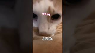 [달달메치]20세 노묘 메소_귀가=행복 #cat #고양이