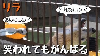 ホッキョクグマ　おもちゃ取りたくてがんばるリラ