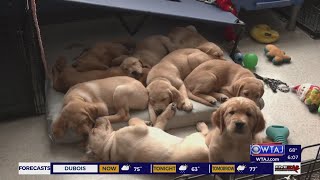 SCI Somerset inmates train puppies to become service dogs