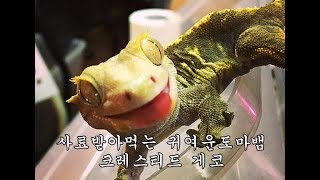 벌러지닷컴[벌러지오그래픽]-벌러지닷컴에서 공생하는 동물친구들#2 마늘이와 꼬순이(크레스티드게코,레오파드게코)