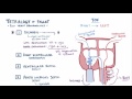 Tetralogy of fallot TOF   repair, causes, symptoms & pathology