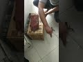 unboxing burung hantu terbesar di Indonesia