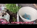 バーベナ　こんもり花手毬🌸冬準備☃️❄️ 花手毬🌸お家🏠で冬越し☃️