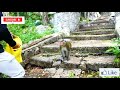 fake dinosaur head prank on monkey part 2 very funny