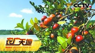 《农广天地》 20180409 种茶不卖茶 财富油里榨 | CCTV农业