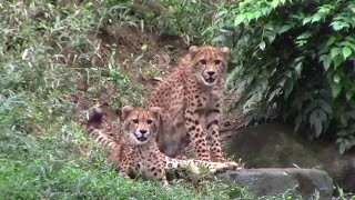 チーター三兄妹「ホタカ・ザオウ・カグラ」の追いかけっこ（多摩動物公園） Cheetah Mother and 3cubs