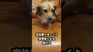 おやつを持って愛犬の前で倒れてみた！ #shorts