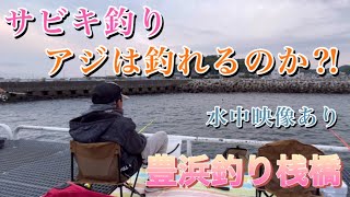 【豊浜釣り桟橋】サビキ釣りアジは釣れるのか⁈